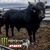 Dino Yazzie's profile image