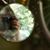 Gisela Carlucci's profile image