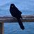 Annie Bell Bray's profile image
