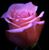 Ginger Rodriguez-Volk's profile image