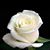 Ashley Rehbaum's profile image