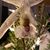 Alexis Di Gregorio's profile image