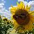 Katie Thome DeGeorge's profile image