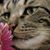 Sharon Hasert's profile image