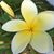 Stacey Ulmer Vanatta's profile image