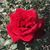 Cheryl Shipp's profile image