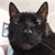 Nich Sullivan's profile image