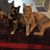 Alisa Everts Porter's profile image
