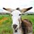 Jerry Girardi's profile image