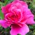 Stephanie Ambrose Shaver's profile image