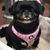 Patricia Mannello's profile image