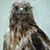 Deborah Nelson's profile image
