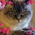 Alberta Rozsay's profile image