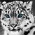 Patrick Casper Donohue's profile image