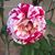 Katherine Faber's profile image