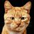 Rich Okinow's profile image