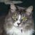 Lisa Powell's profile image