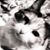 Lisa Fiorini's profile image