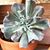 Alice Armistead Galipp's profile image