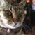 Rosie Melton's profile image