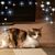 Caroline Strevel's profile image