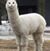 Kathie Shelton's profile image