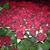 Kristina Hajdarovic's profile image