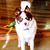 Shan Spik's profile image
