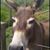 Lori Smith's profile image