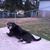 Steve Lariccia's profile image