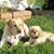 Linda Shebanek Beauchamp's profile image