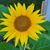 Sherry Jablonski's profile image