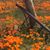 Brenda Morgan Hetzel's profile image