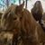Lisa Odendahl's profile image