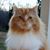 Susan Büchel Macanka's profile image