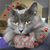 Julie Carlin's profile image