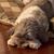 Gina Guerino Hensley's profile image
