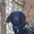 Michelle Rogue Ster Schireman's profile image