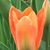 Ann Mickelsen Bourne's profile image