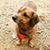 Alicia Dearmin's profile image