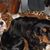 Sue Snushall's profile image