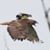Mark Hostetler's profile image