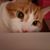 Bonnie Traino's profile image