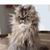BelindaBea Cobleigh's profile image