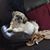 Michele Kalil's profile image