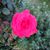 Betty Trevino's profile image
