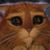 Morgan Hall's profile image