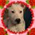 Michael Dworak's profile image