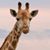 Lynn Sowers's profile image