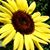 Stacie Lynn Holbrook Krieger's profile image
